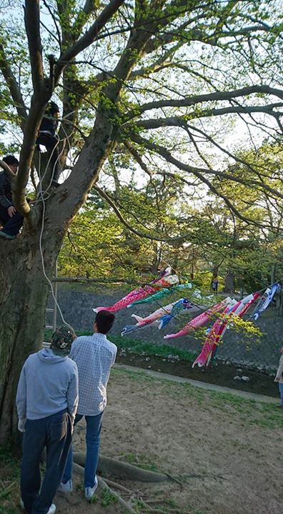 夙川の鯉のぼり、あがりました。