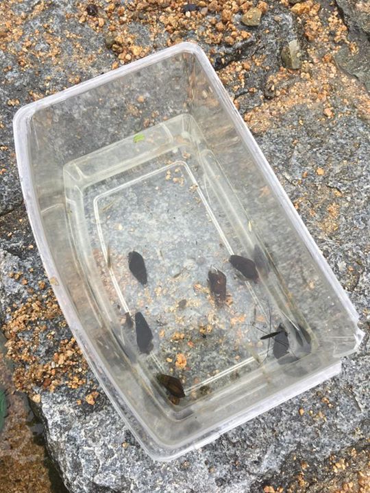 ビーバー1隊、2隊今日は合同で魚採り集会でした🎵体験も多くてすごく賑やかな活動です✨