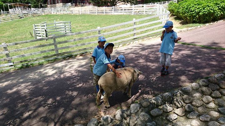 ビーバー隊は六甲山牧場で羊たちと遊びました。