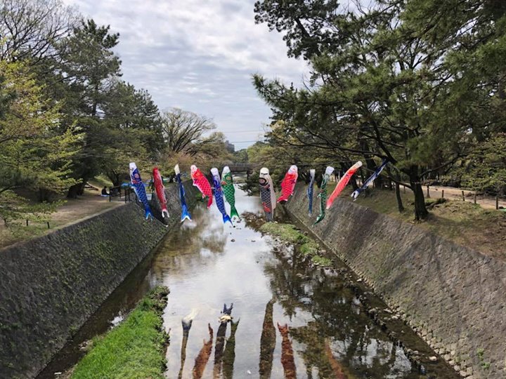 5月末まで夙川を泳いでますので夙川を通る際は是非！