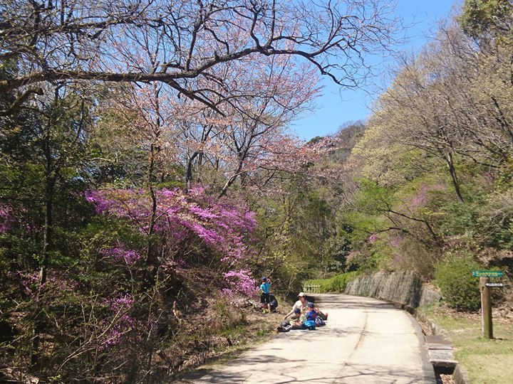 森林公園にて組毎に植物観察、図鑑作り。